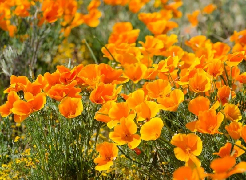 Pozłotka kalifornijska (Eschscholzia californica)