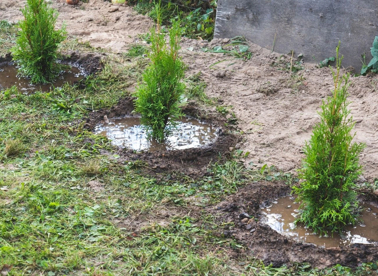 Odpowiednia odległość między krzewami, a także głębokość sadzenia to najważniejsze czynniki, które gwarantują, że roślina się przyjmie