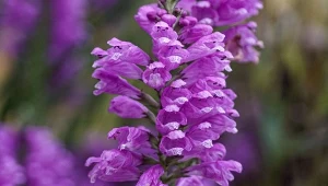 Odętka to jedna z piękniejszych bylin kłączowych, które można sadzić jesienią.