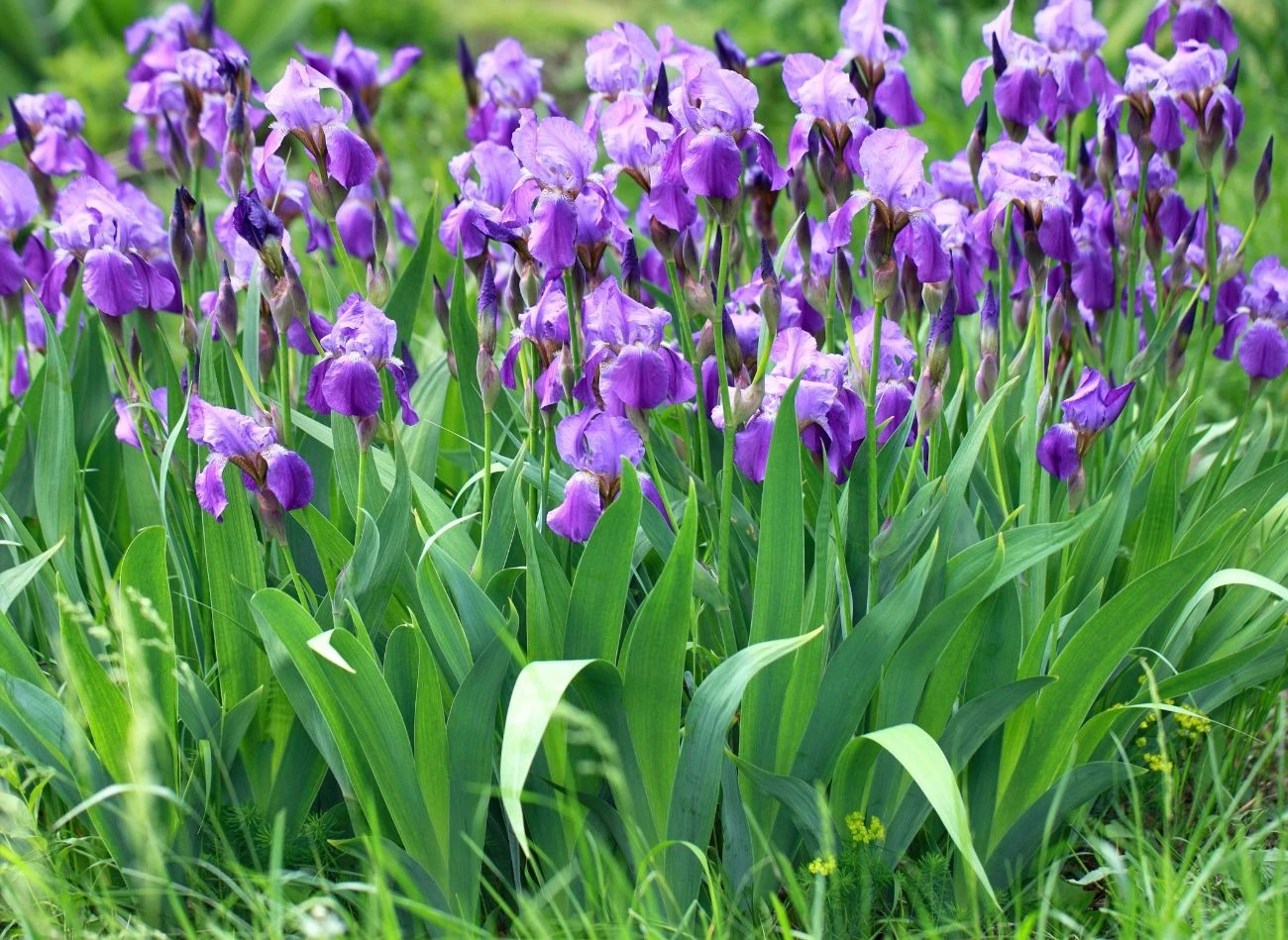Irysy najlepiej sadzić na przełomie września i października
