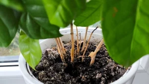 Poznaj naturalny sposób na pleśń w doniczce./Deccoria.pl