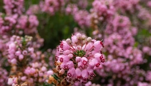 Wrzośce zachwycają swoim bujnym kwitnieniem i bogactwem kolorów. Jak o nie zadbać, żeby kwitły jak najdłużej?