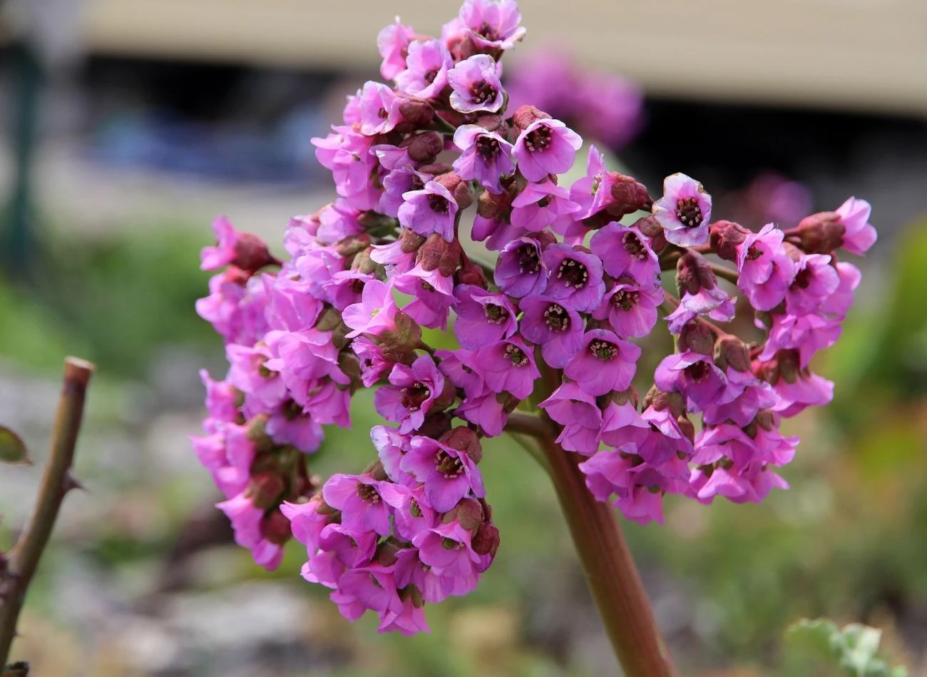 Pielęgnacja roślin kłączowych nie jest trudna, raz posadzone, będą kwitły latami, jak np. bergenia sercolistna.