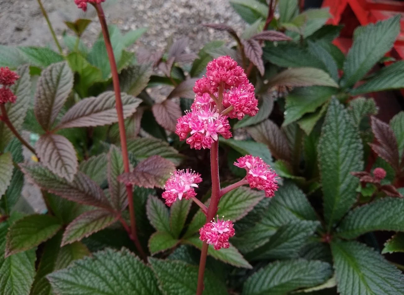 Rośliny kłączowe, np