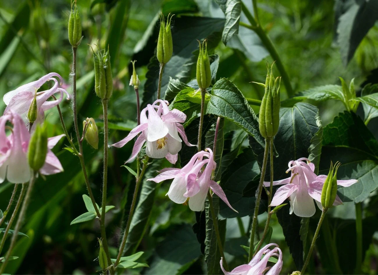 Jedynym minusem posiadania bylin kłączowych w ogrodzie jest ich szybka ekspansja