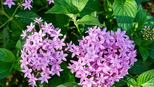 Piątak lancetowaty (Pentas lanceolata) zachwyca urokliwymi kwiatami.