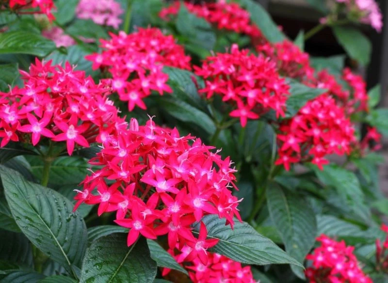 Piątak lancetowaty kwitnie od lata do przymrozków