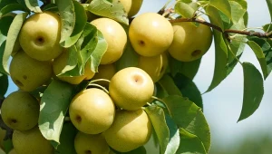 Wyjaśniamy, jak uprawiać gruszę azjatycką w ogrodzie.