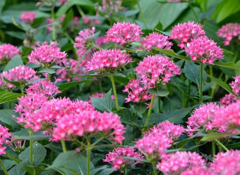 Piątak lancetowaty nie przetrwa mrozów w gruncie, ale możemy go przezimować w pomieszczeniu