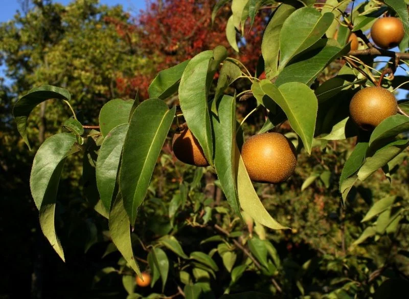 Do uprawy w polskim ogrodzie wybierzmy te odmiany gruszy azjatyckiej, które cechują się dobrą odpornością na mróz