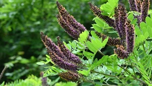 Amorfa krzewiasta (Amorpha fruticosa). Jak wygląda uprawa indygowca?