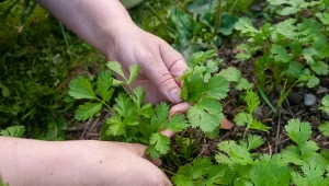 Sprawdź, co zrobić, aby pietruszka rosła do przymrozków.