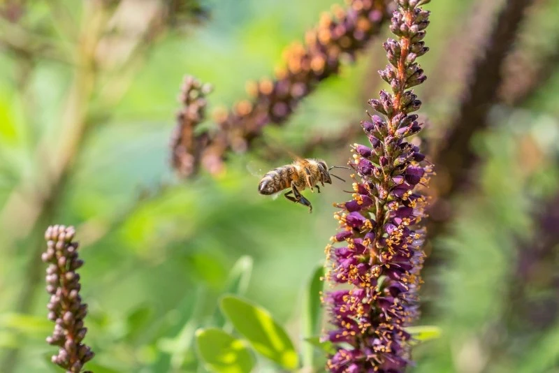 Amorfa krzewiasta jest rośliną miododajną, a jej fioletowe kwiaty zwabiają pszczoły