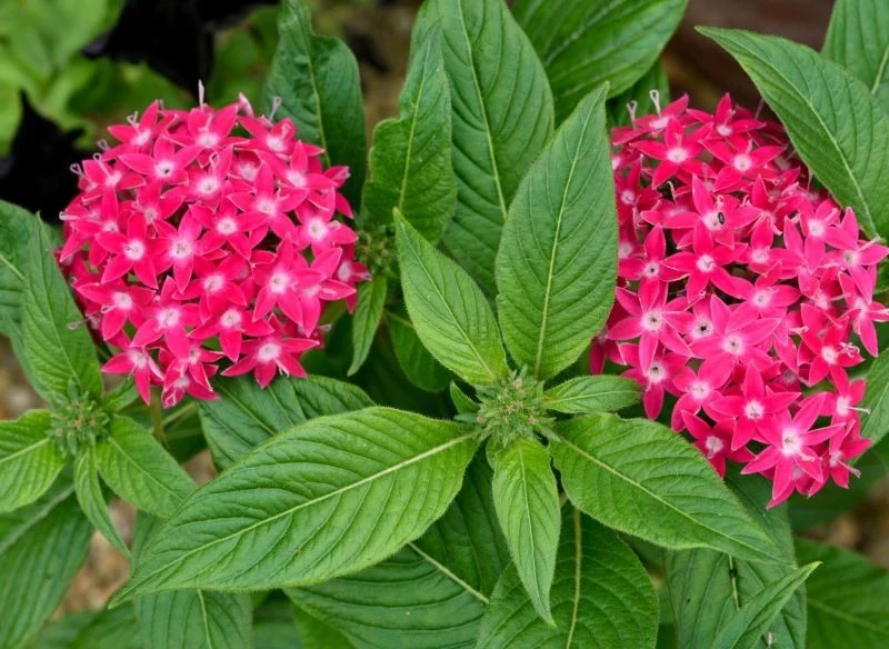 Jeśli chcemy przedłużyć kwitnienie piątaka lancetowatego, usuwajmy z niego suche kwiaty