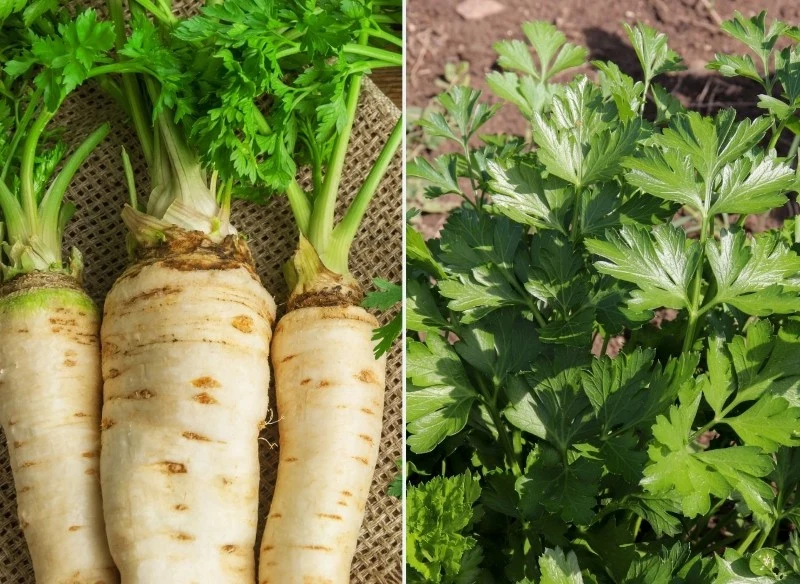 Wyróżniamy dwa rodzaje pietruszki: korzeniową oraz naciową