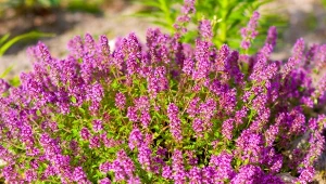 Macierzankę warto uprawiać nie tylko ze względu na jej walory estetyczne, ale przede wszystkim zdrowotne.