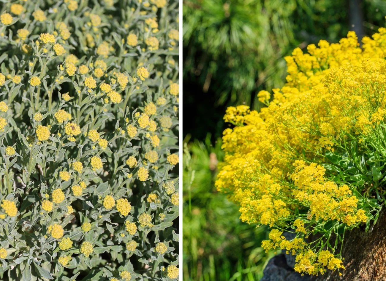 Smagliczka skalna występuje w kilku odmianach