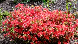 Wyjaśniamy, jak we wrześniu sadzić azalie w ogrodzie.