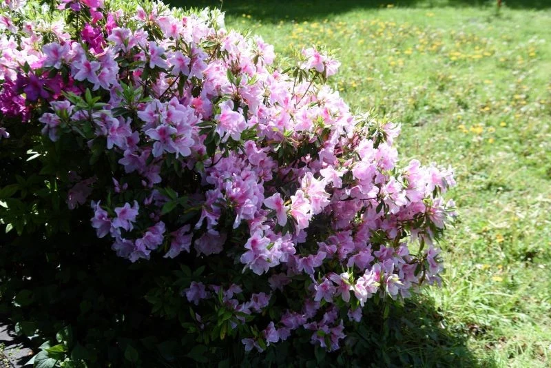 Azalie wielkokwiatowe preferują słoneczne i lekko zacienione stanowiska, azalie japońskie zaś lubią tylko półcień