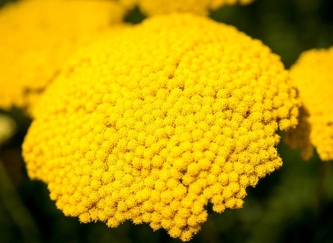 Jeśli smagliczka zostanie w odpowiednim czasie przycięta, we wrześniu powtarza kwitnienie