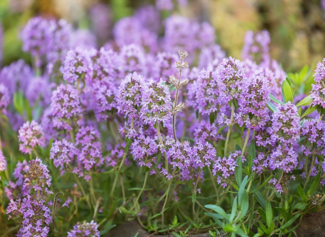 Macierzankę można uprawiać zarówno w ogrodzie, jak i na balkonie czy w mieszkaniu