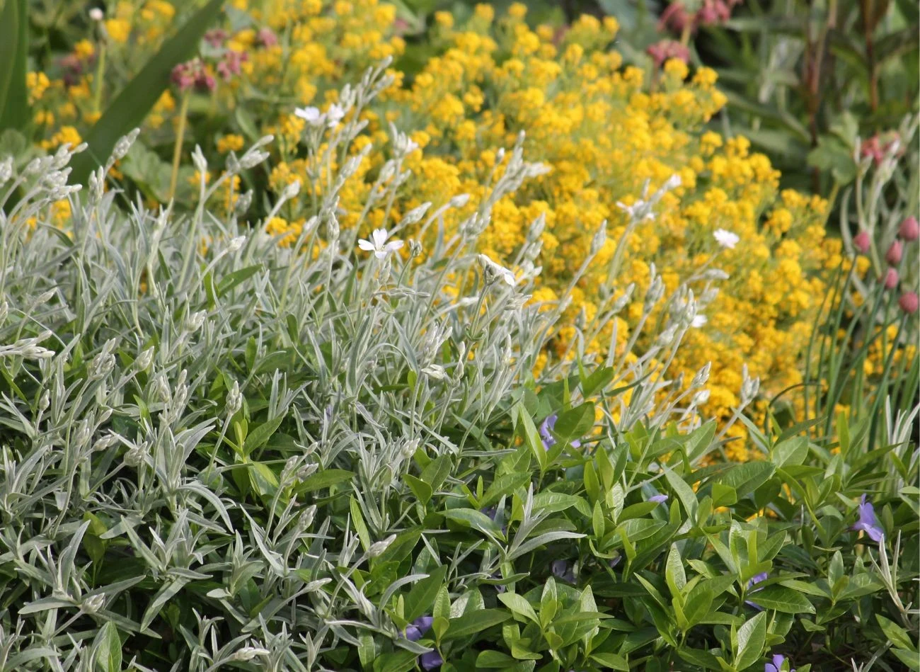 Smagliczka dobrze komponuje się na rabacie z innymi kwiatami, ma też właściwości zadarniające