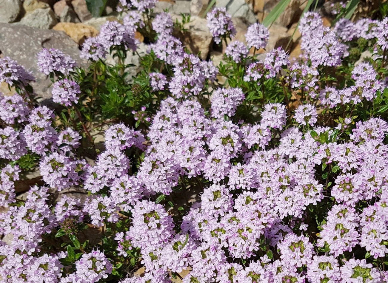 Macierzanka tymianek uważana jest za dobre lekarstwo na kaszel
