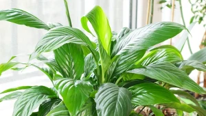 Twój skrzydłokwiat zmarniał po upalnym lecie? Przygotuj dla niego kurację pielęgnującą.