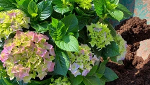 Wrzesień to idealny czas na przesadzenie hortensji. kiedy krzew tego wymaga?