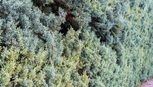 Jałowiec sprawdzi się jako żywopłot zarówno w formie krzewu, jak i drzewa. Nie ma dużych wymagań.