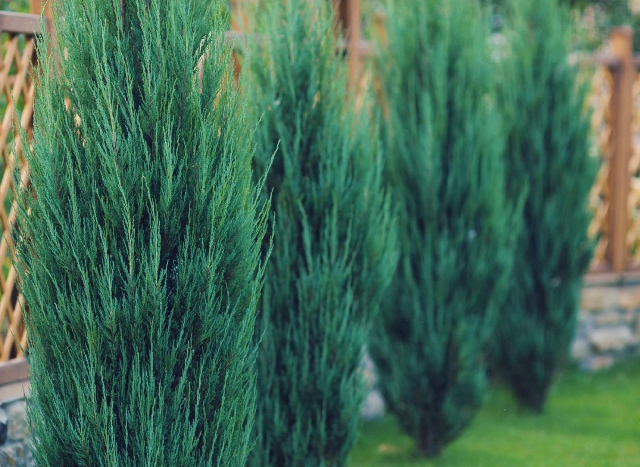 Jest przynajmniej kilka odmian i gatunków jałowca, które nadają się na żywopłot