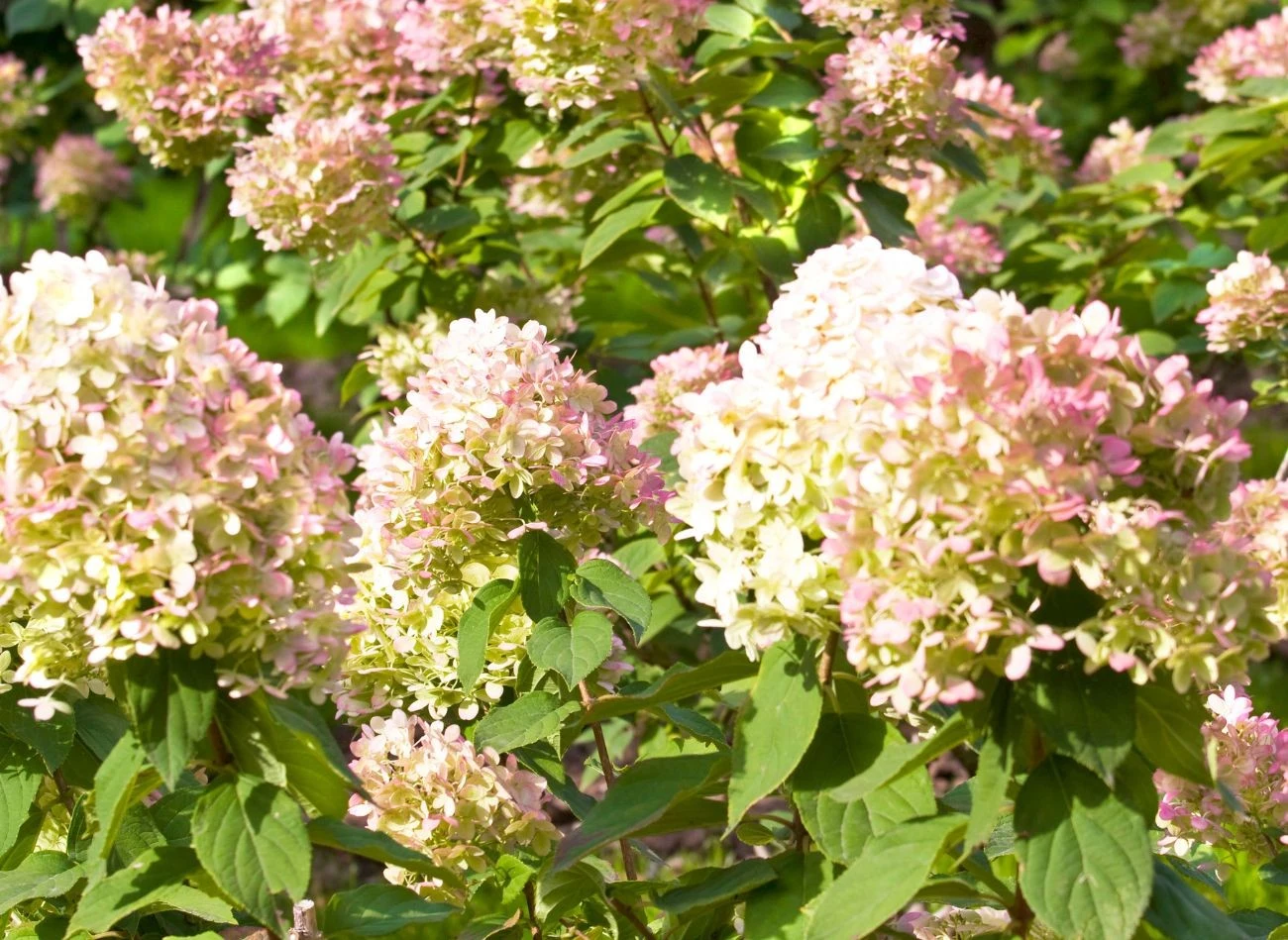 Hortensję trzeba przesadzić, jeśli za bardzo rozrosła się na obecnym stanowisku