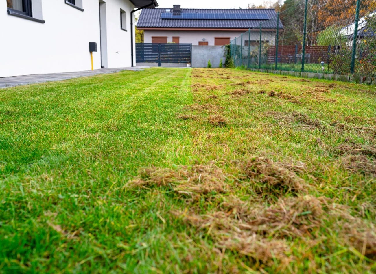 Zanim przystąpisz do wertykulacji, przygotuj trawnik do tego zabiegu