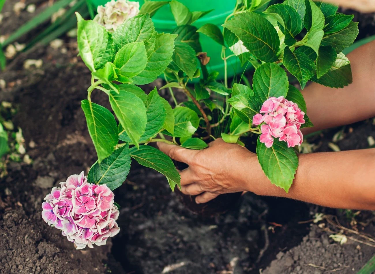 Po przesadzeniu hortensja wymaga szczególnej pielęgnacji
