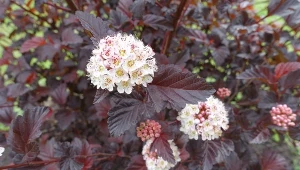 Planujesz sadzić żywopłot? Sprawdź, które gatunki sprawdzą się najlepiej.