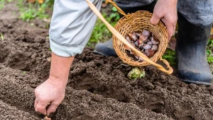 Sprawdź, o czym pamiętać podczas jesiennego sadzenia czosnku.