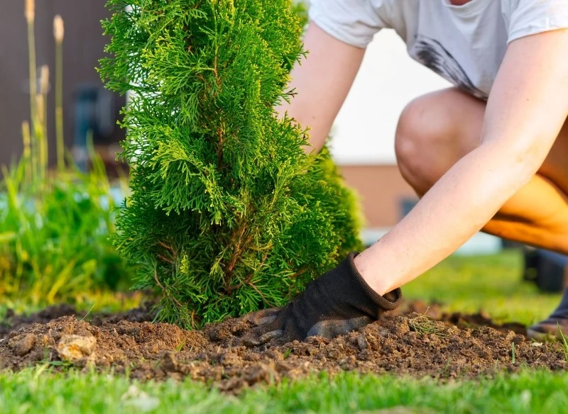 Rośliny na żywopłot najlepiej sadzić wczesną wiosną lub jesienią