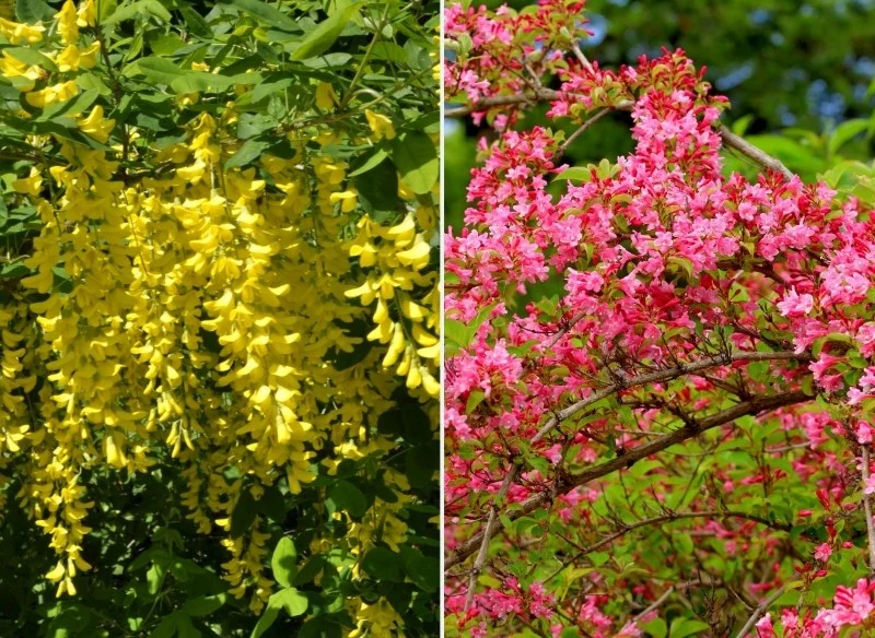 Szczególnie pięknie prezentują się żywopłoty kwitnące