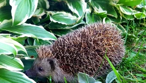 Jeże w ogrodzie oznaczają większą bioróżnorodność, absolutnie w żaden sposób nie szkodzą.
