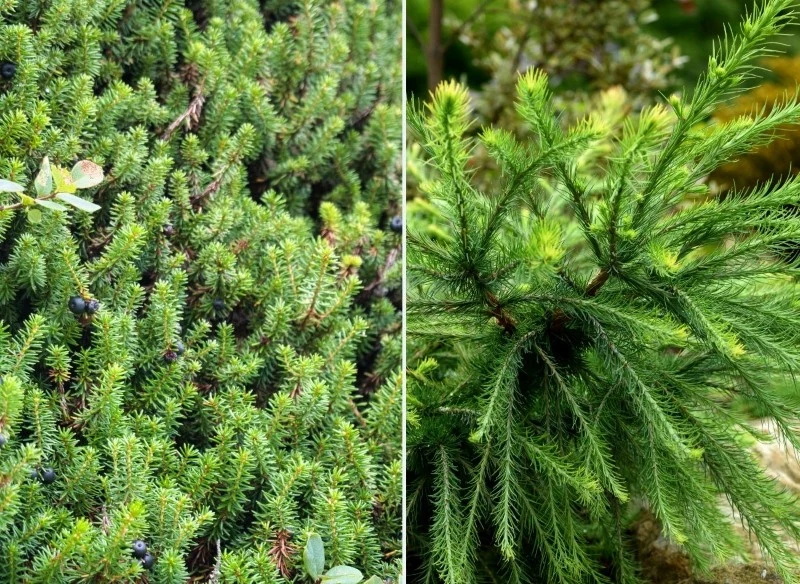 Żywopłoty iglaste pięknie prezentują się przez cały rok