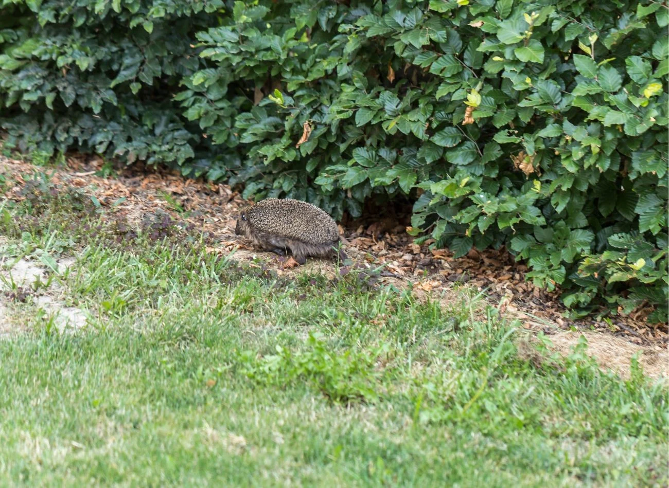 Jeż jest naturalnym sprzymierzeńcem w walce ze ślimakami w ogrodzie