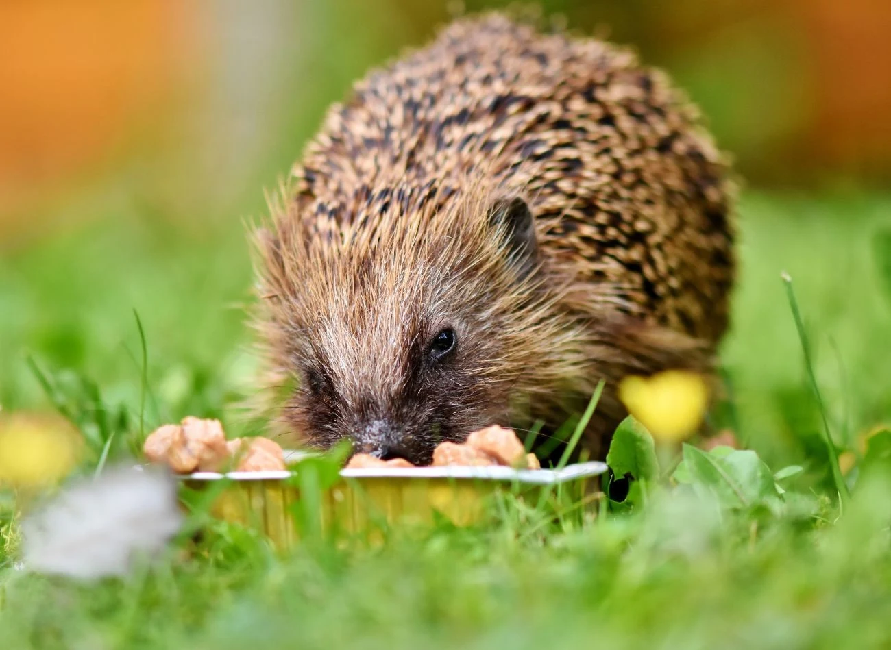 Jeżowi można dać karmę dla młodych kotów, która jest odpowiednio zbilansowana