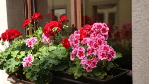 Wyjaśniamy, jak dbać o pelargonie pod koniec sezonu.