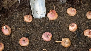 Jesień to najlepszy czas na sadzenie cebulek kwiatowych do doniczek i skrzynek.