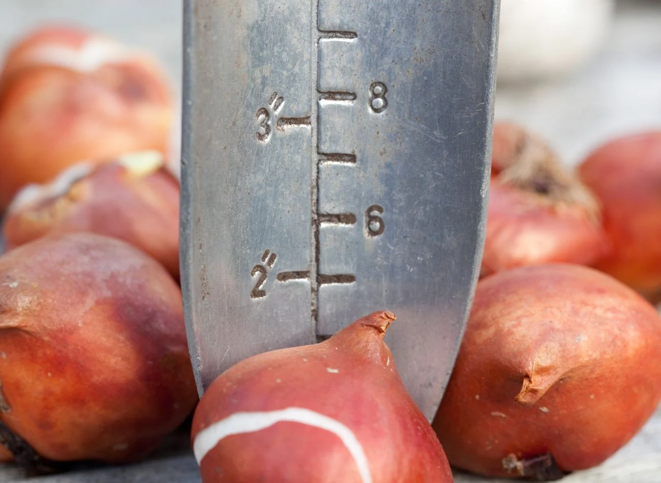Tulipany najlepiej sadzić na początku października.