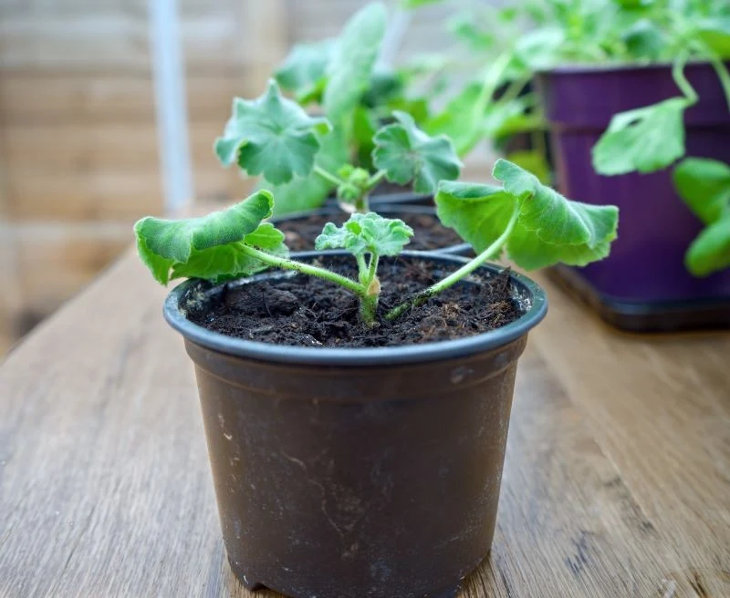 Pelargonie można rozmnażać na dwa sposoby