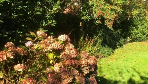 W pielęgnacji ozdobnych roślin w ogrodzie duże znaczenie ma to, kiedy i jak przycinać hortensje. Prosty zabieg niesie z sobą wiele dobrego zarówno na wiosnę, jak i przed zimą.