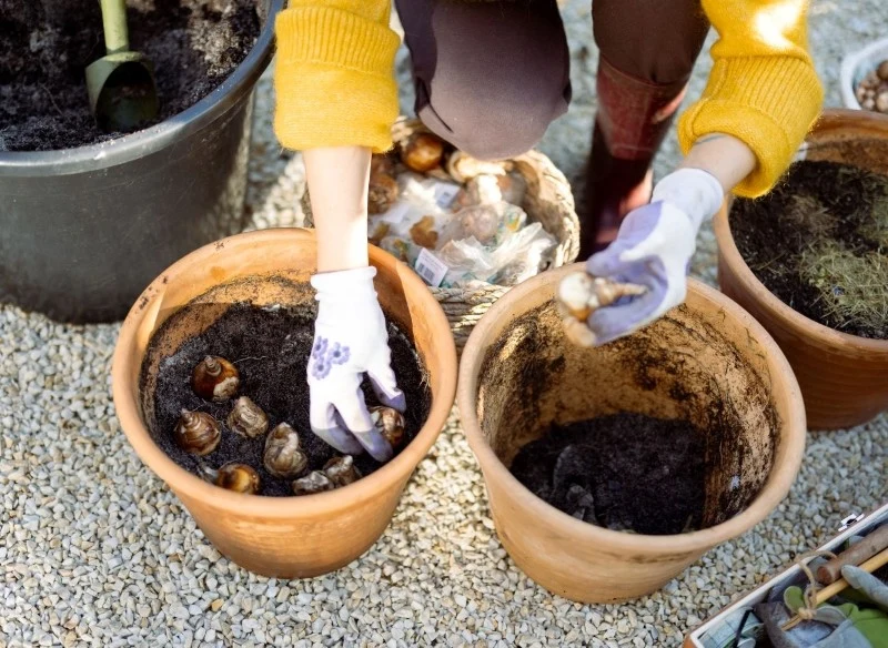 Cebulki kwiatowe najlepiej rosną w żyznej i przepuszczalnej glebie o lekko kwaśnym odczynie