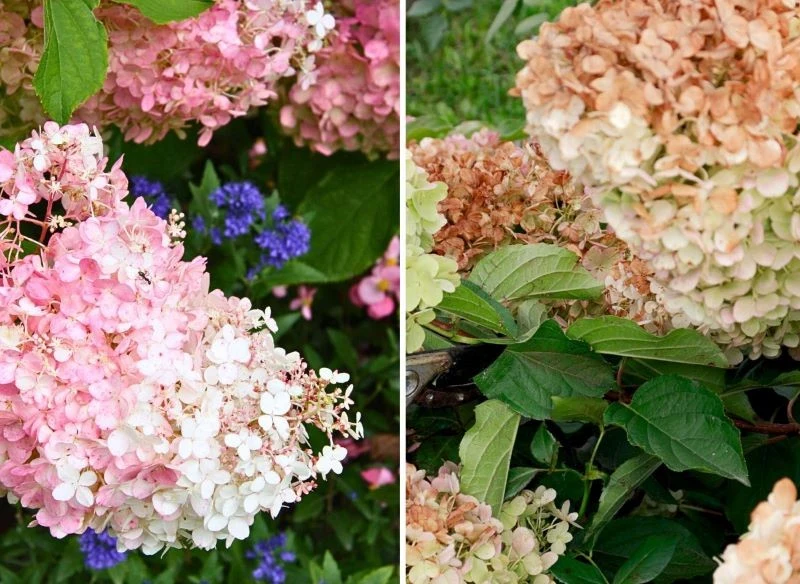 Pozostawienie kwiatów hortensji na krzewie pozwala wielu odmianom ciekawie się przebarwiać, zanim przejdą w stan uśpienia