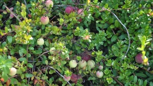 Jedną z najlepszych odmian żurawiny wielkoowocowej jest odmiana Pilgrim.